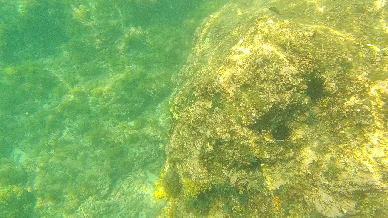 Large algae-covered rock fills the right side of the underwater frame in Palmilla Los Cabos, with clear green water and no visible people.