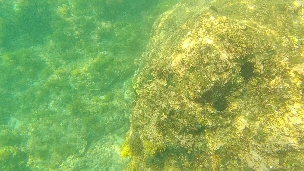 The camera view stays close to an algae-coated rock in Palmilla Los Cabos, with mottled sunlight moving across the shallow seabed and no visible people.