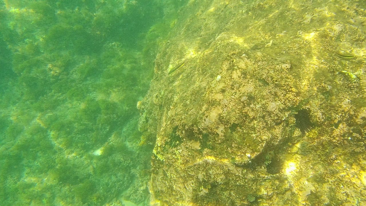 A rounded algae-covered rock occupies the right half of the Palmilla Los Cabos underwater frame, with hazy green water and no visible people.