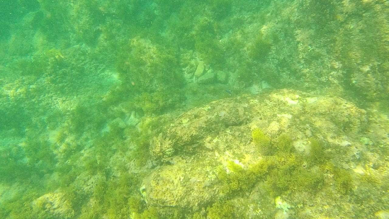 Algae-covered underwater rocks in green water