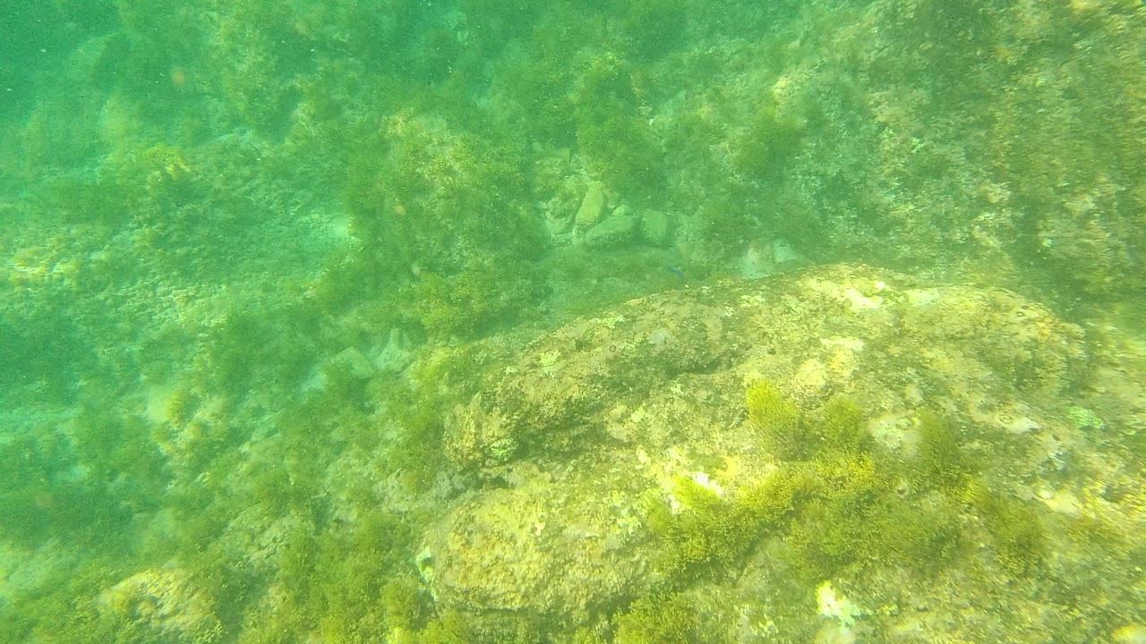 A large algae-coated rock sits across the lower frame in green underwater light at Palmilla Los Cabos, with no visible people.