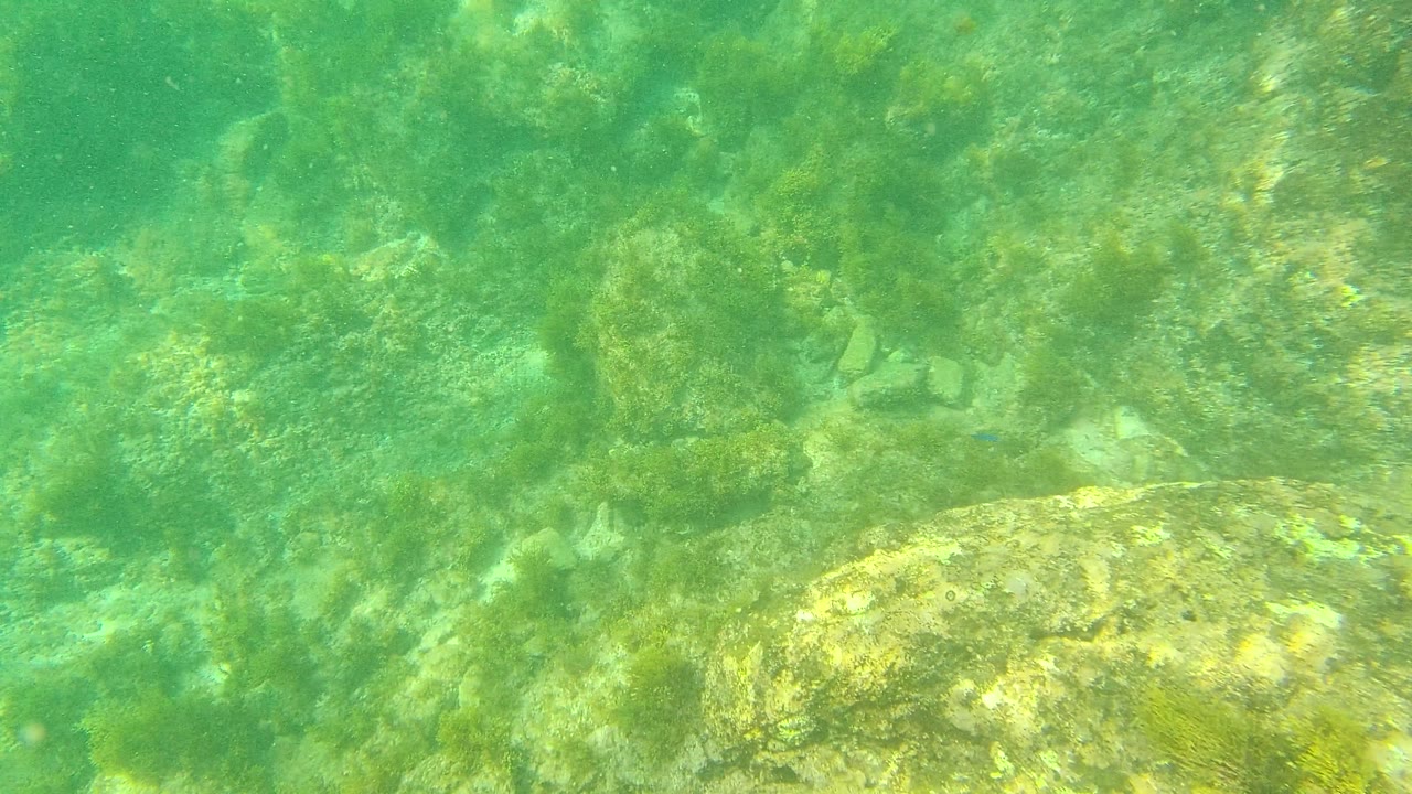 The frame shifts across a rocky underwater seabed with algae patches and green water at Palmilla Los Cabos, with no visible people.