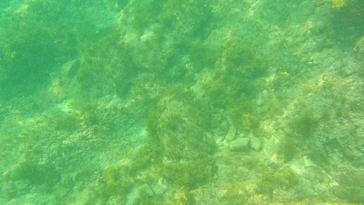 Green water washes over an uneven bed of algae-covered rocks at Palmilla Los Cabos, with faint small fish forms and no visible people.