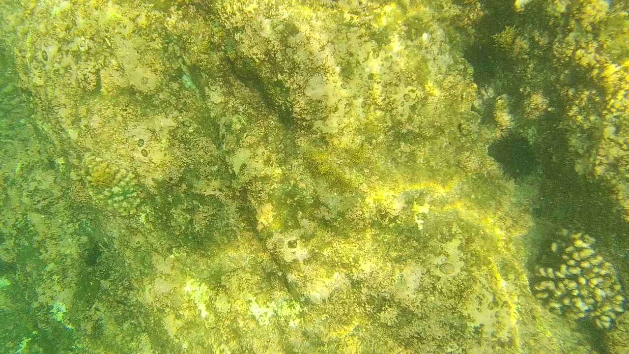 At Palmilla Los Cabos in Baja California Sur, pale underwater rocks covered in green and yellow algae fill the frame, with no visible people.