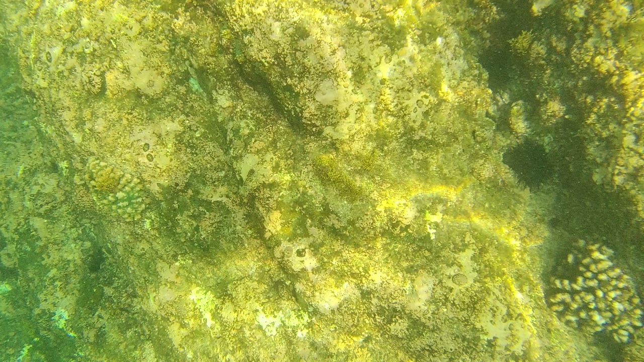 The rocky seabed remains close to camera as a small cluster of fish appears near the lower right among algae-coated stones, with no visible people.