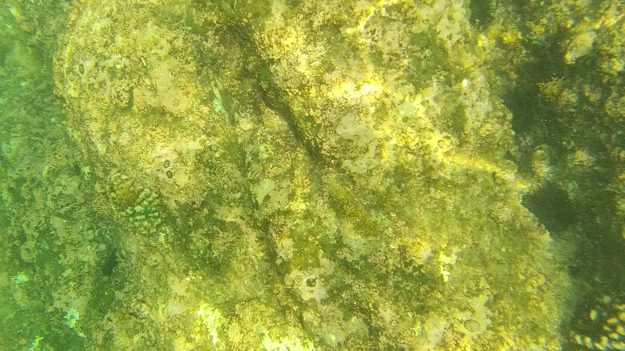 Green water covers a bright section of algae-coated rock while small fish gather near the lower edge of the Palmilla Los Cabos seabed view, with no visible people.
