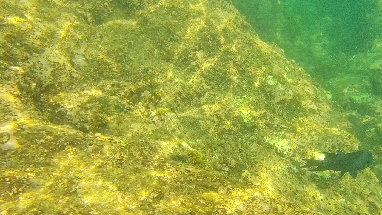 Dark fish beside algae-covered underwater rocks