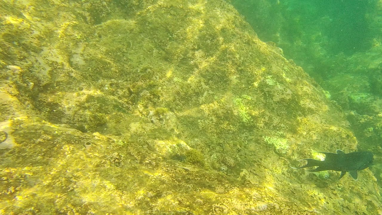 The dark fish is farther along the algae-coated rock wall in Palmilla Los Cabos, Mexico, with green water and no visible people.