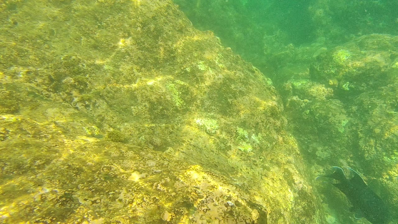 A partial dark fish appears near the right edge while algae-covered rocks dominate the Palmilla Los Cabos underwater view, with no visible people.