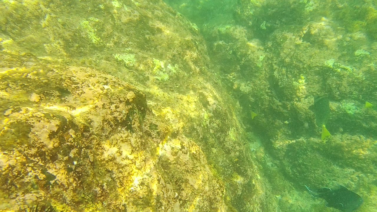 A rocky underwater channel at Palmilla Los Cabos, Mexico shows small yellow-green fish and a dark fish low in the frame, with no visible people.