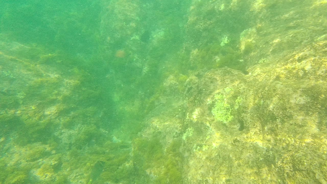 Green underwater rocks with algae and rippled sunlight.
