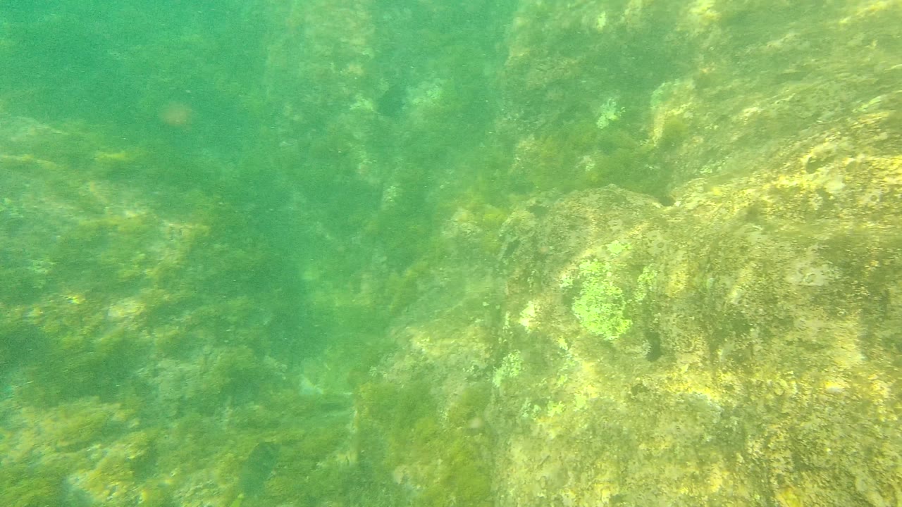 A close underwater view in Palmilla Los Cabos shows algae-coated rocks and green clear water, with no visible people or fish in this moment.