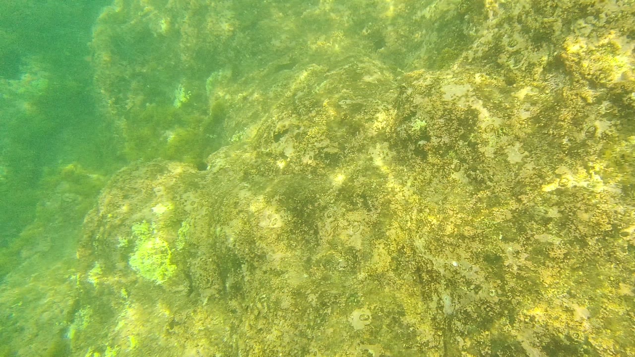 Palmilla Los Cabos underwater rock fills the right side of the frame, with green water, algae, and no visible people.