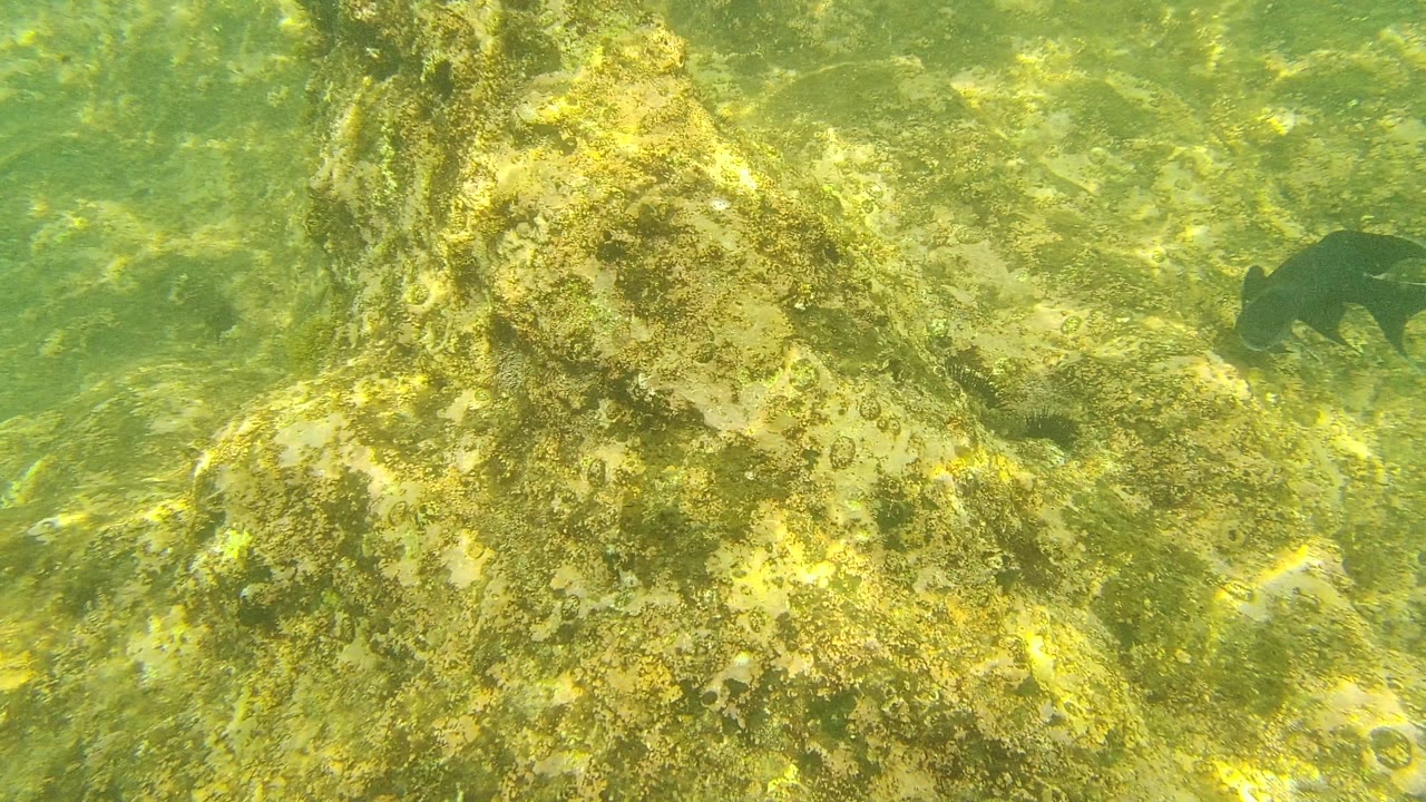 A dark fish appears beside algae-covered rocks in Palmilla Los Cabos, swimming through greenish clear water with no visible people.