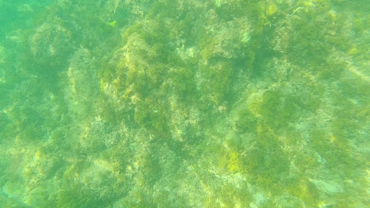 Green underwater view of algae-covered rocks