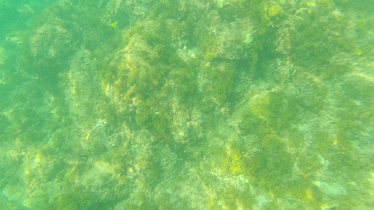 Palmilla Los Cabos seabed view with mottled sunlight on submerged rocks, algae growth, and no visible people.