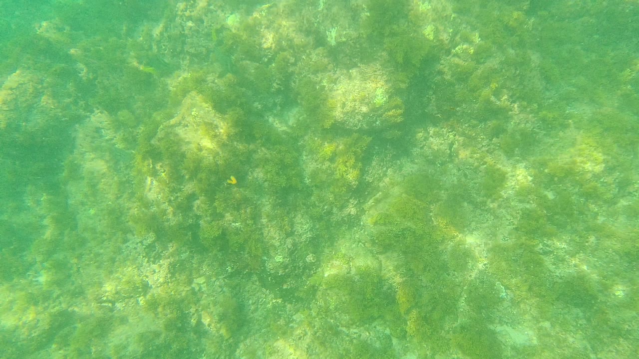 Palmilla Los Cabos underwater still showing uneven rocks, green algae patches, clear water, and no visible people.