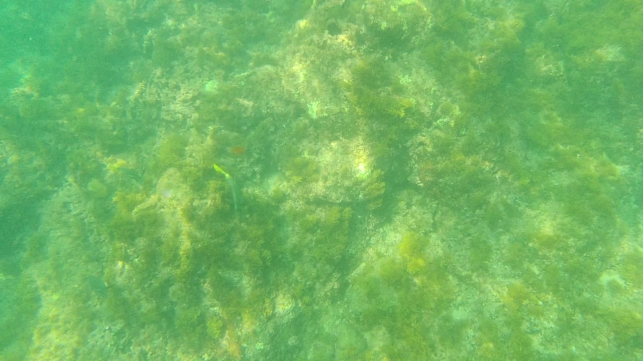 Palmilla Los Cabos underwater frame with algae-coated rocks visible through green water haze and no visible people.