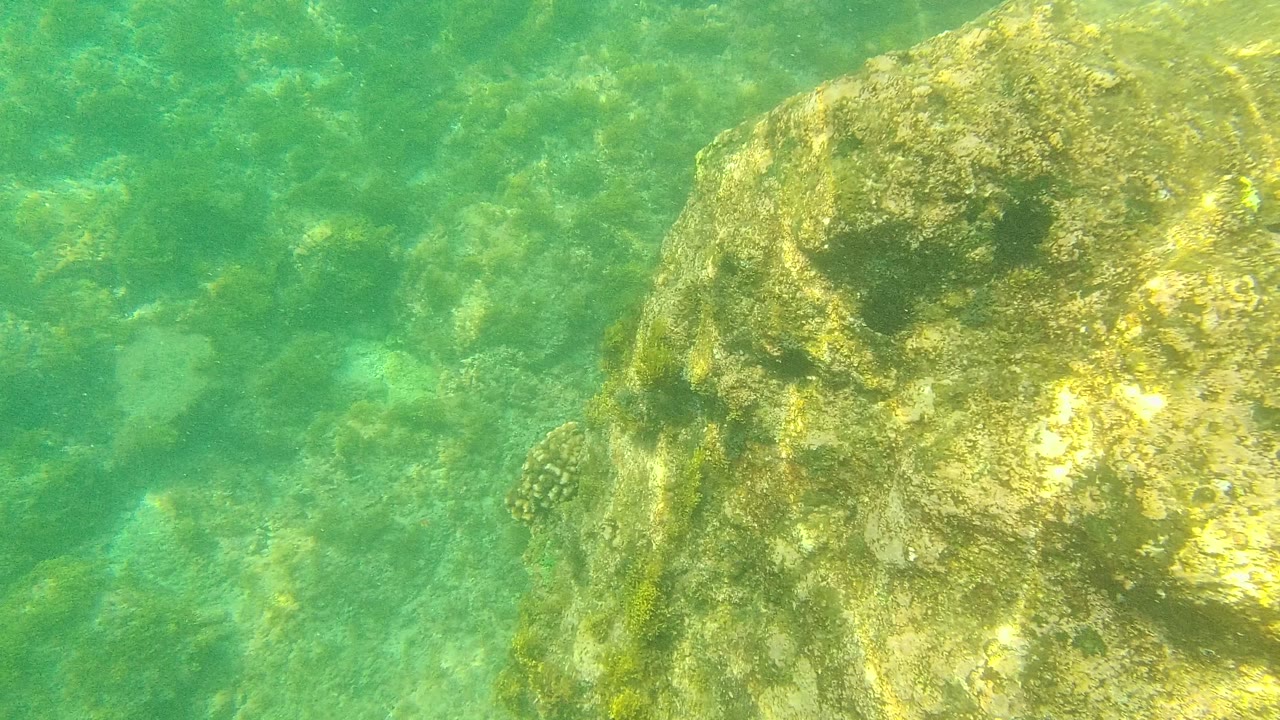 Underwater rocks and green marine vegetation in clear water
