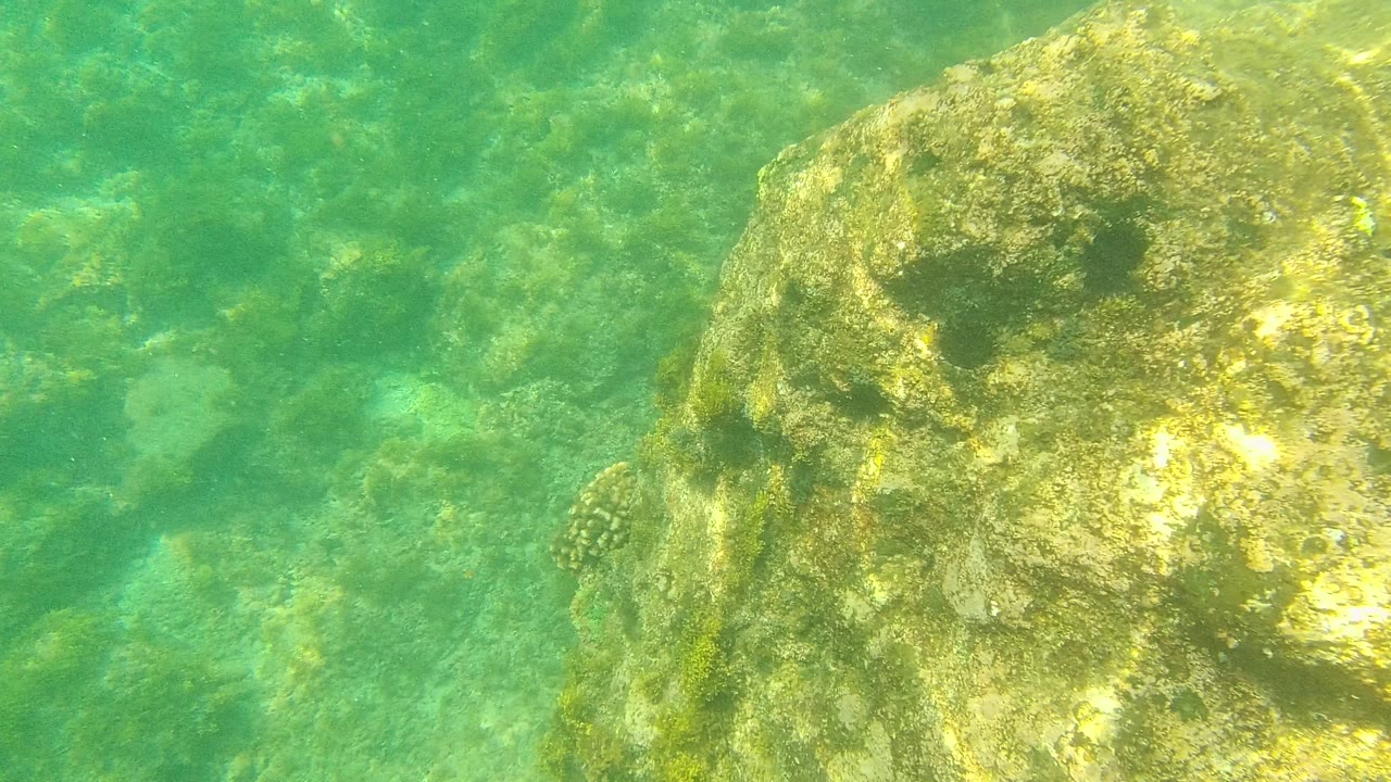 Palmilla Los Cabos underwater frame with a large encrusted rock near the right edge, smaller rocks behind it, green water, and no visible people.