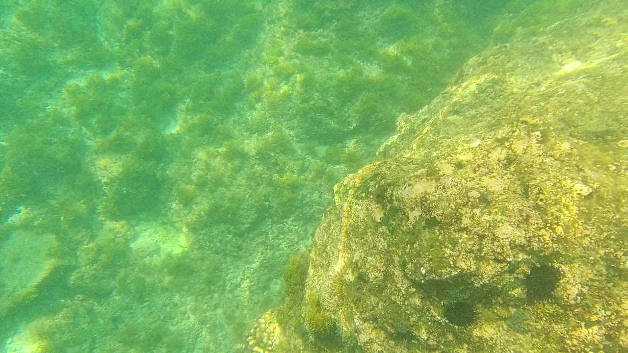 Clear underwater view at Palmilla Los Cabos with the main rock partly on the right, algae-covered stones across the bottom, and no visible people.
