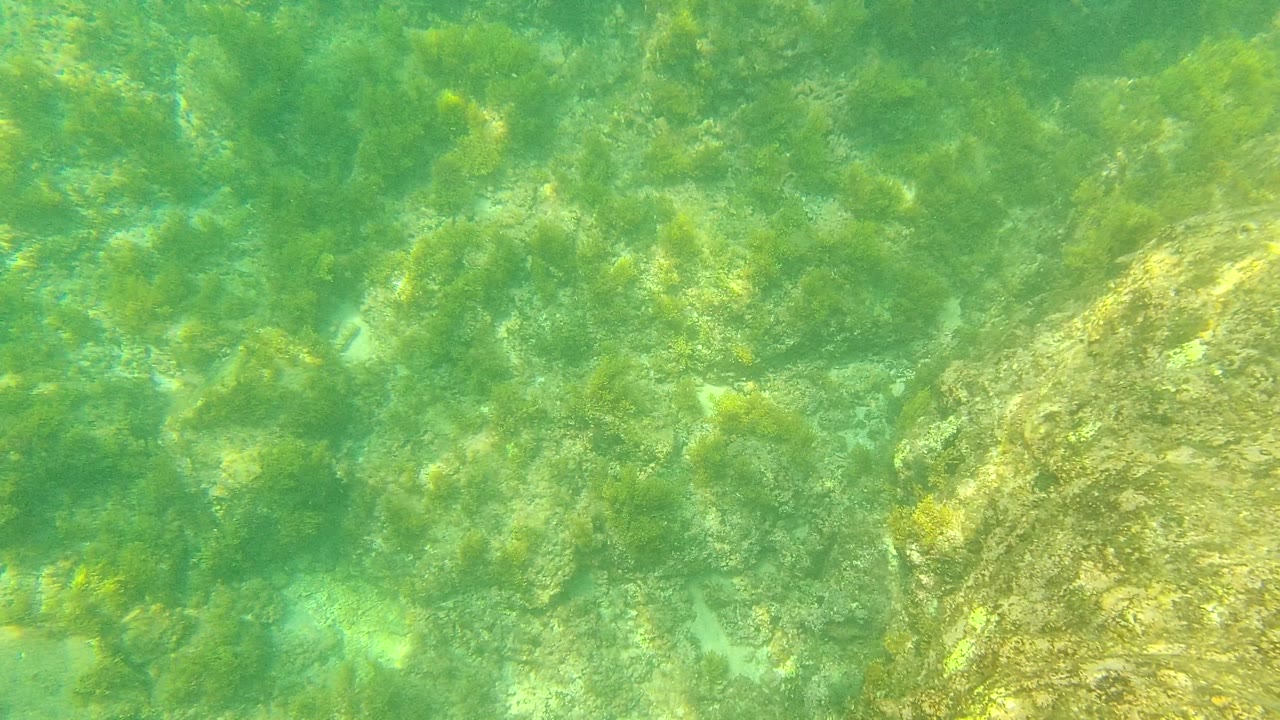 Palmilla Los Cabos underwater seabed with the large rock now mostly out of view, leaving green water over uneven rocks and marine vegetation, with no visible people.