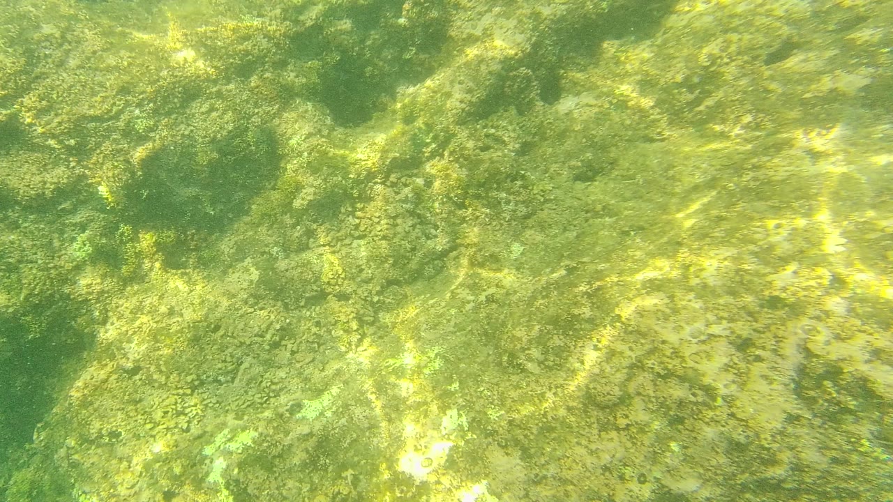Algae-covered rocky seabed under clear green water