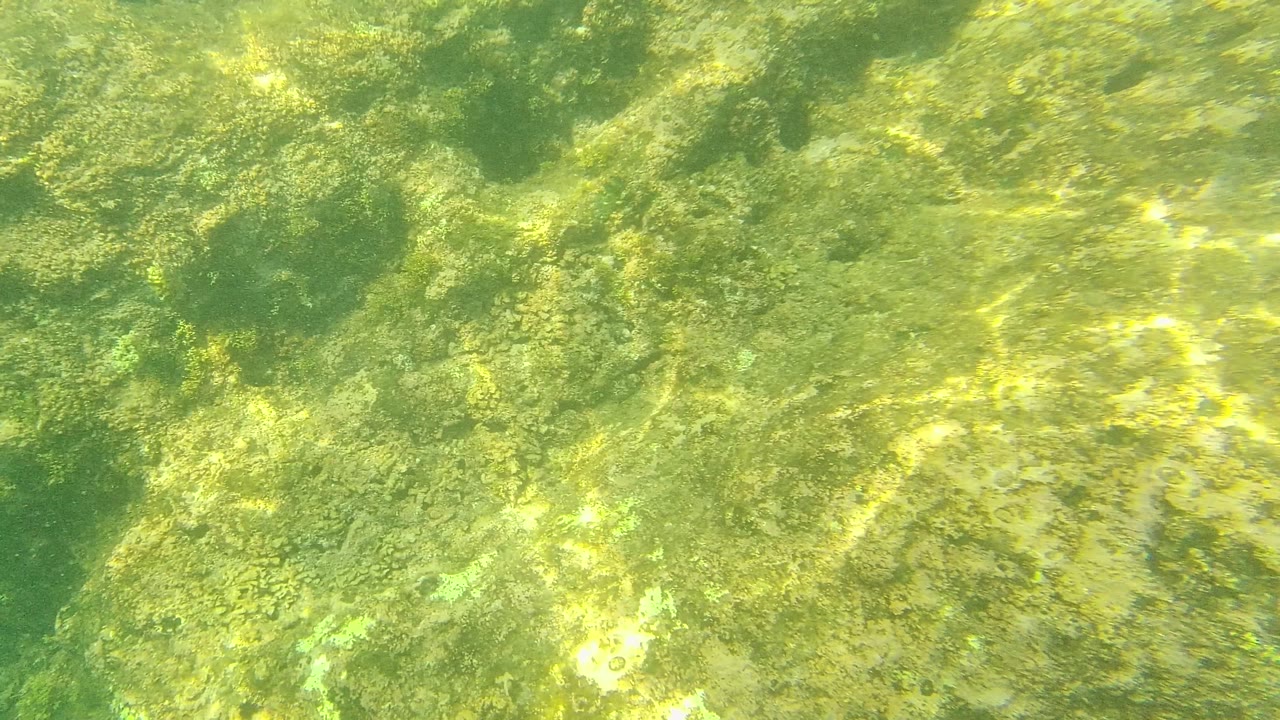 Rocky underwater floor at Palmilla Los Cabos with yellow-green algae, uneven stone texture, and no visible people.