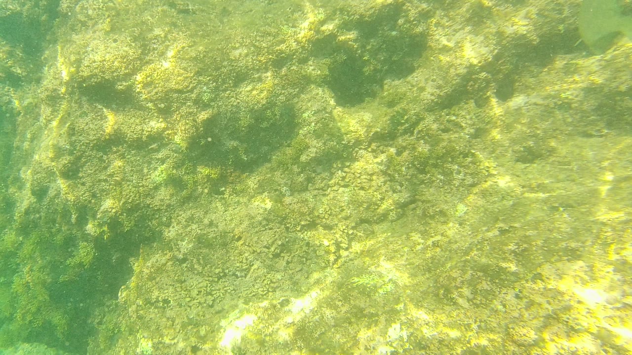 Sunlit algae-coated rocks in Palmilla Los Cabos water, with a denser rock shape near the upper frame and no visible people.