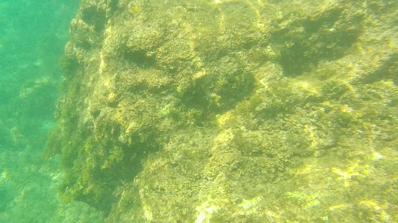 A larger algae-covered rock face sits beside clearer green water at Palmilla Los Cabos, with no visible people.