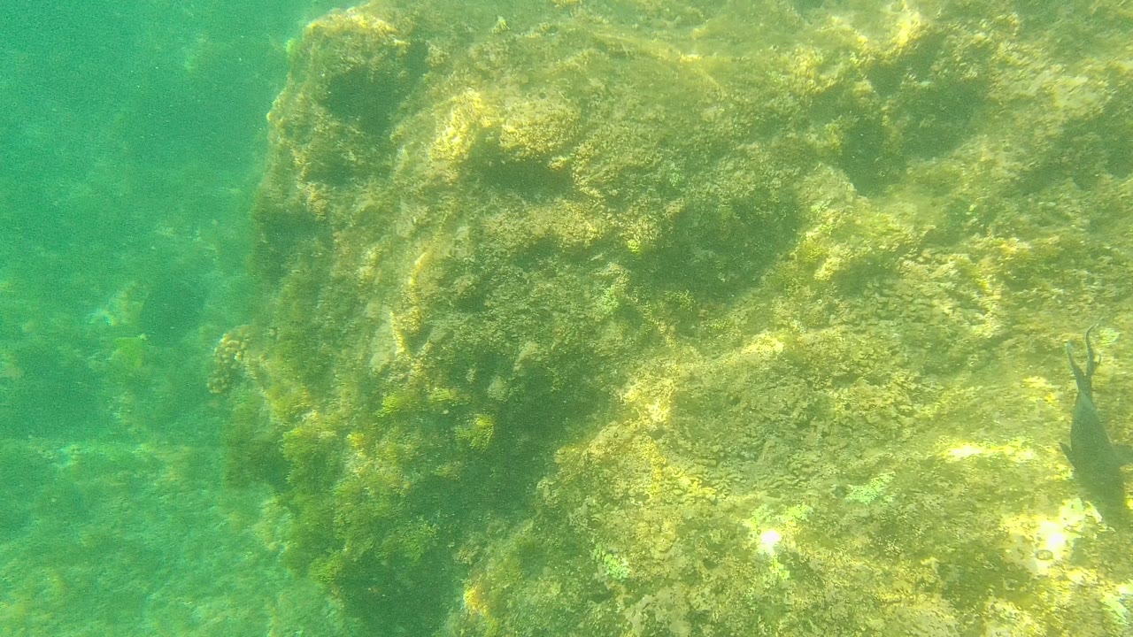 Algae-covered underwater rocks in green water with a small dark fish near the right edge.