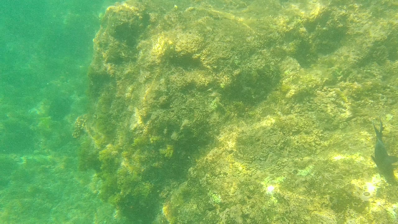 A large underwater rock face fills the frame at Palmilla Los Cabos, with green water, yellow algae, a dark fish on the right side, and no visible people.