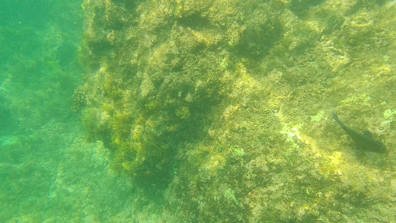 The frame shows a closer view of the rocky underwater formation at Palmilla Los Cabos, with algae, green water, a fish at the far right, and no visible people.