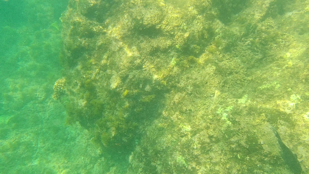 A vertical algae-covered rock formation stands in green water at Palmilla Los Cabos, with a small dark fish near the lower right and no visible people.