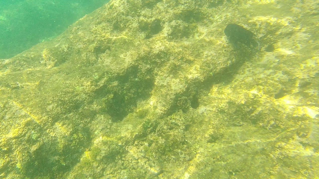 Algae-covered rocks fill the underwater frame at Palmilla Los Cabos, with green water above and no visible people.