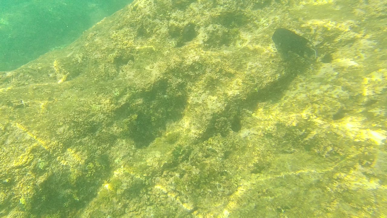 Rocky underwater seabed with a dark fish near the upper right.