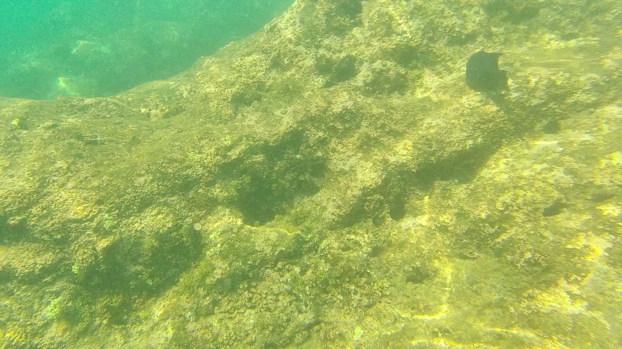 The dark fish holds near the upper right of the rocky underwater scene at Palmilla Los Cabos, with sunlight flicker on the seabed and no visible people.