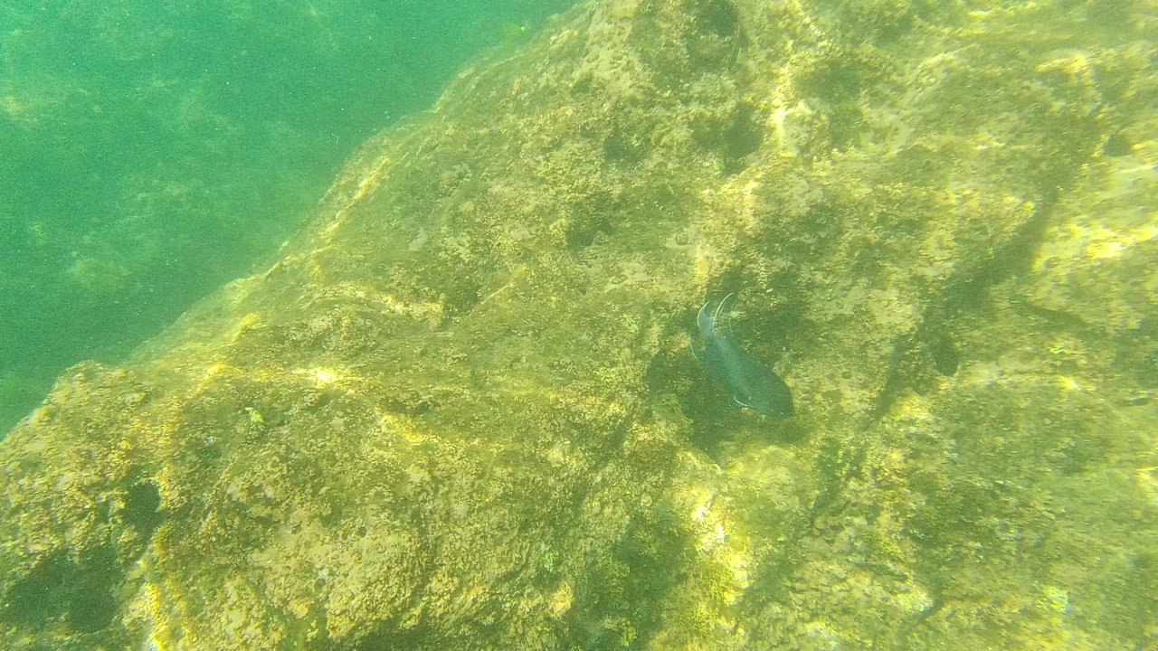 Small fish near algae-covered underwater rocks