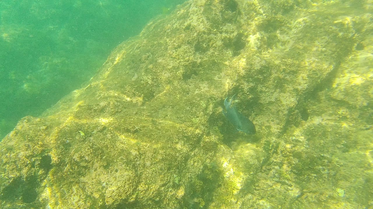Small fish beside a sloped algae-covered rock surface in Palmilla Los Cabos, Mexico, with yellow light ripples and no visible people.