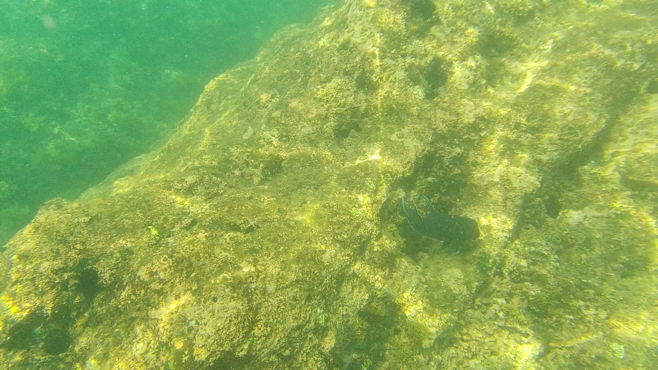 Small fish over a green algae-coated rocky seabed in Palmilla Los Cabos, Mexico, with a dark rock opening nearby and no visible people.