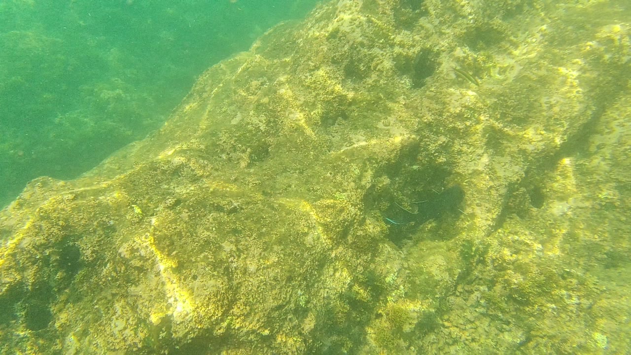 Algae-covered rock fills the frame in Palmilla Los Cabos, Mexico, with the small fish lower right and no visible people.