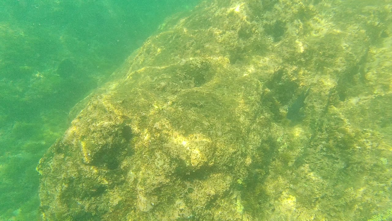 A close underwater view of the algae-coated rock in Palmilla Los Cabos shows brighter sunlight patches across the stone and no visible people.