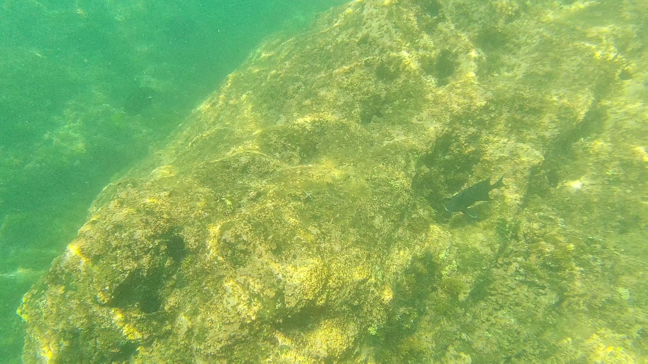 The algae-covered rock remains central underwater in Palmilla Los Cabos, with open green water behind it and no visible people.