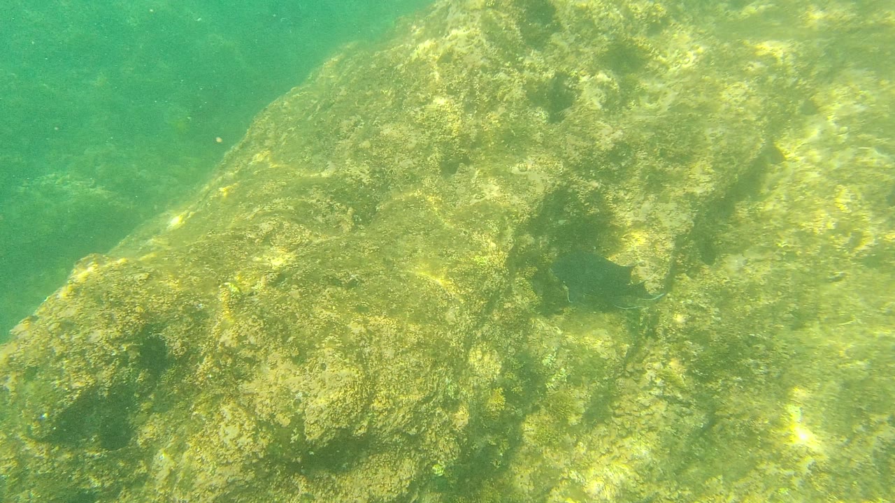 A sloped section of the underwater rock in Palmilla Los Cabos fills the foreground, with green water and faint seabed texture behind it and no visible people.