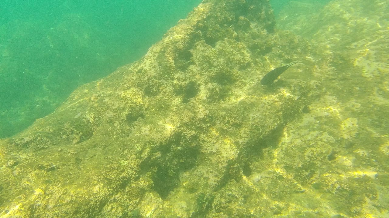 Palmilla Los Cabos seabed view with a broad algae-covered rock mound, a small fish to the right, and no visible people.