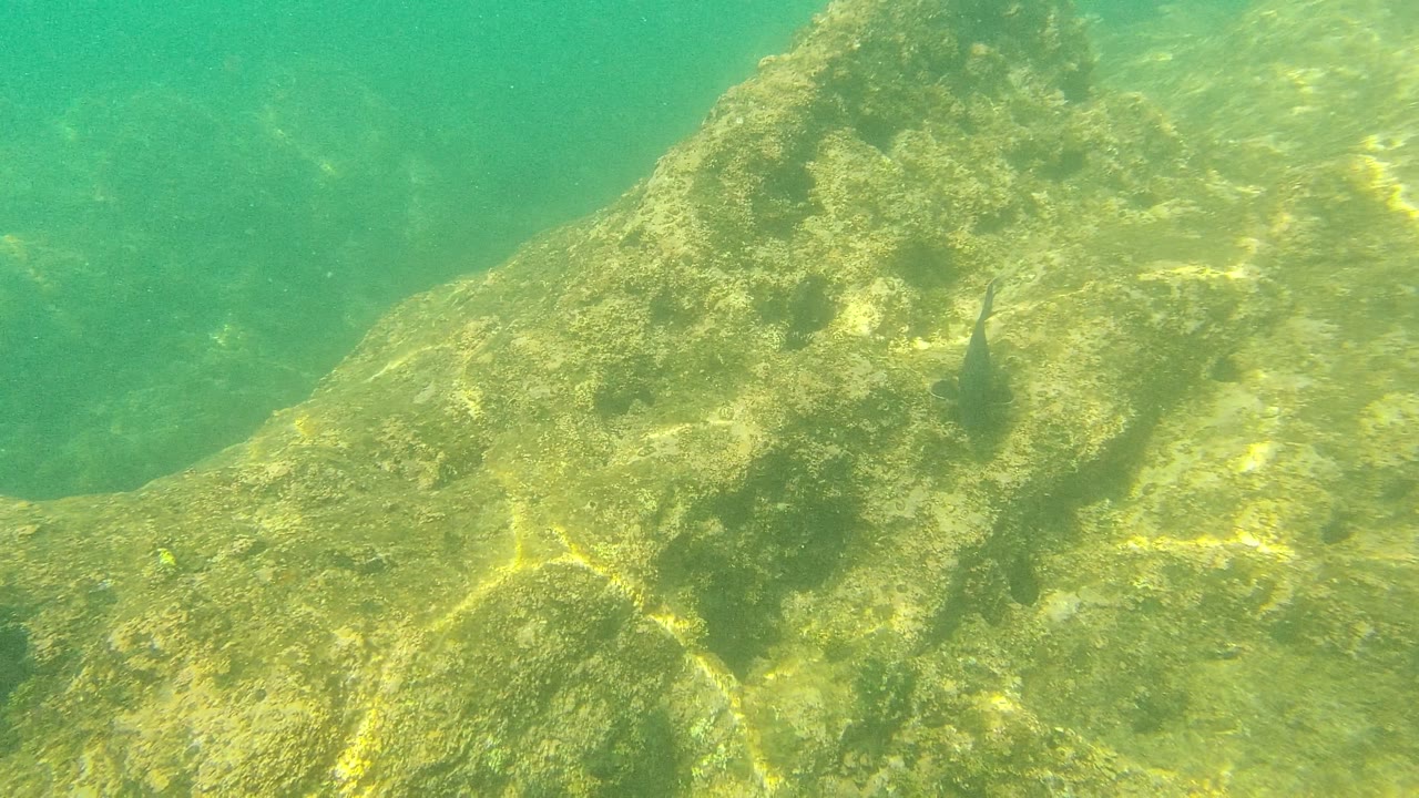 Underwater Palmilla Los Cabos frame with a sunlit rock face, green water behind it, a small fish on the right edge, and no visible people.