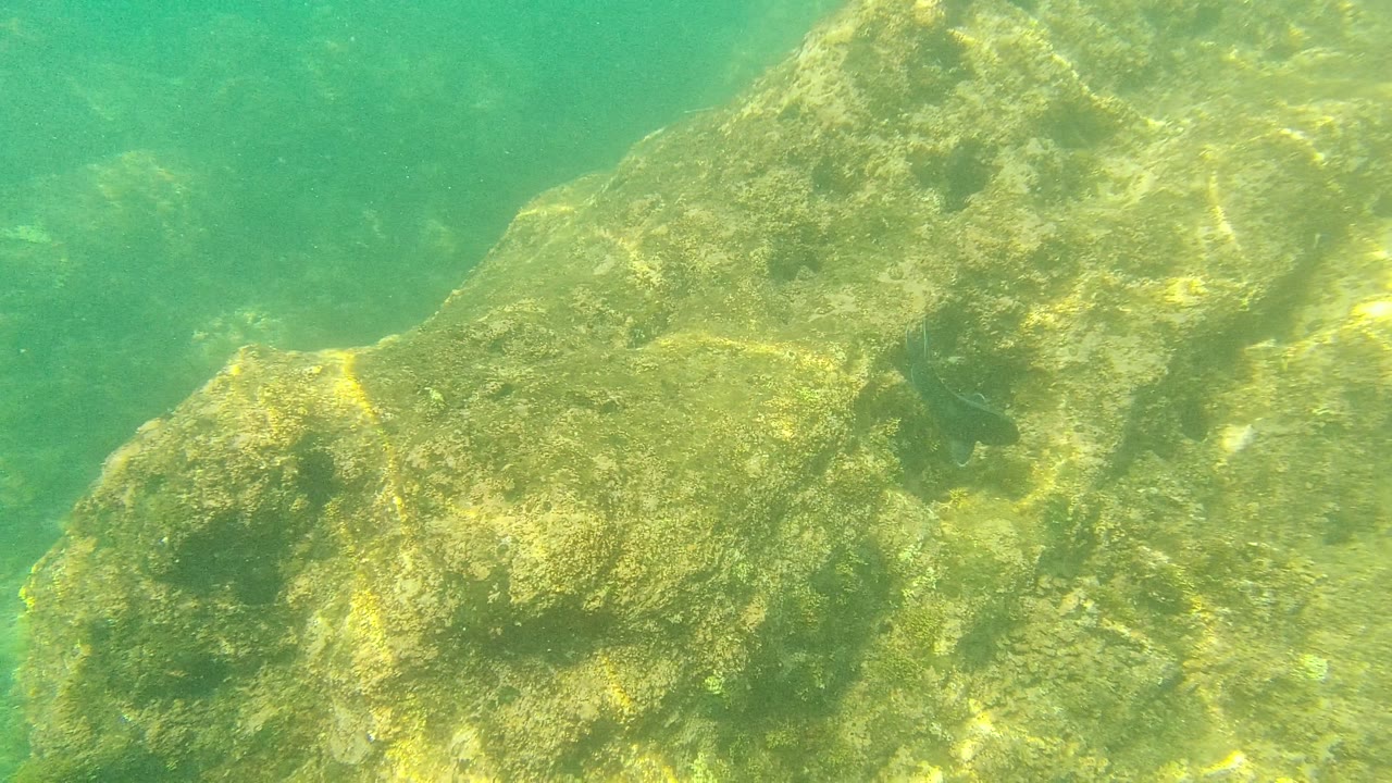 Palmilla Los Cabos underwater rocks fill the frame as a small dark fish appears near a shadowed pocket, with no visible people.