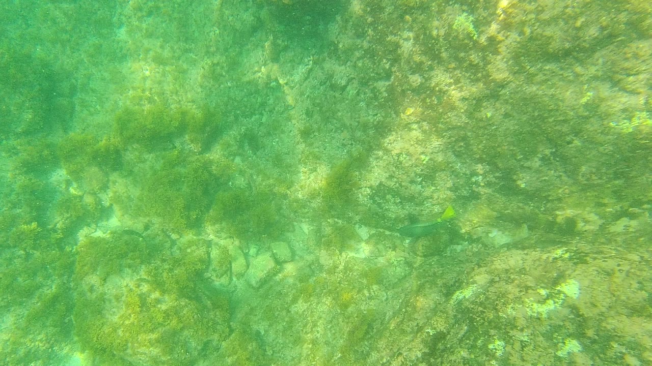 Rocky algae-covered seabed under green clear water in Palmilla Los Cabos, Mexico, with sunlight mottling the rocks and no visible people.
