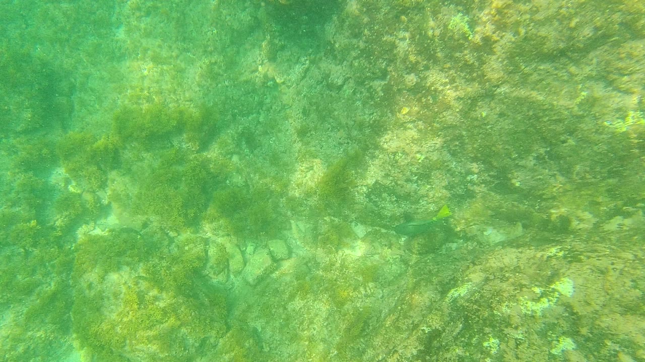 Algae-covered underwater rocks fill the frame in Palmilla Los Cabos, Mexico, with soft sunlight ripples across the seabed and no visible people.