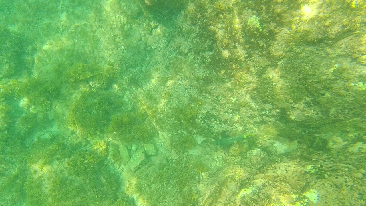 A rocky ocean floor remains visible through greenish clear water in Palmilla Los Cabos, Mexico, with uneven stones and algae patches and no visible people.